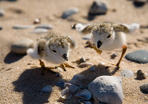 Two small birds on a beach