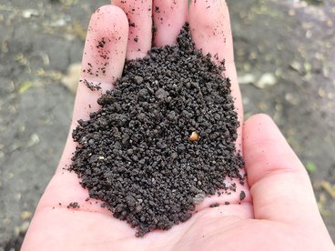 A hand holding soil aggregates that have been altered by jumping worms